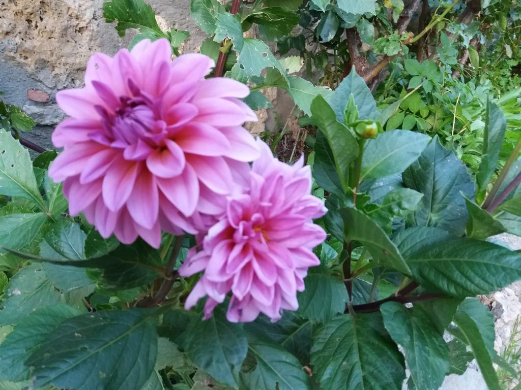 فندق Casa Rural Moli De Fornols المظهر الخارجي الصورة