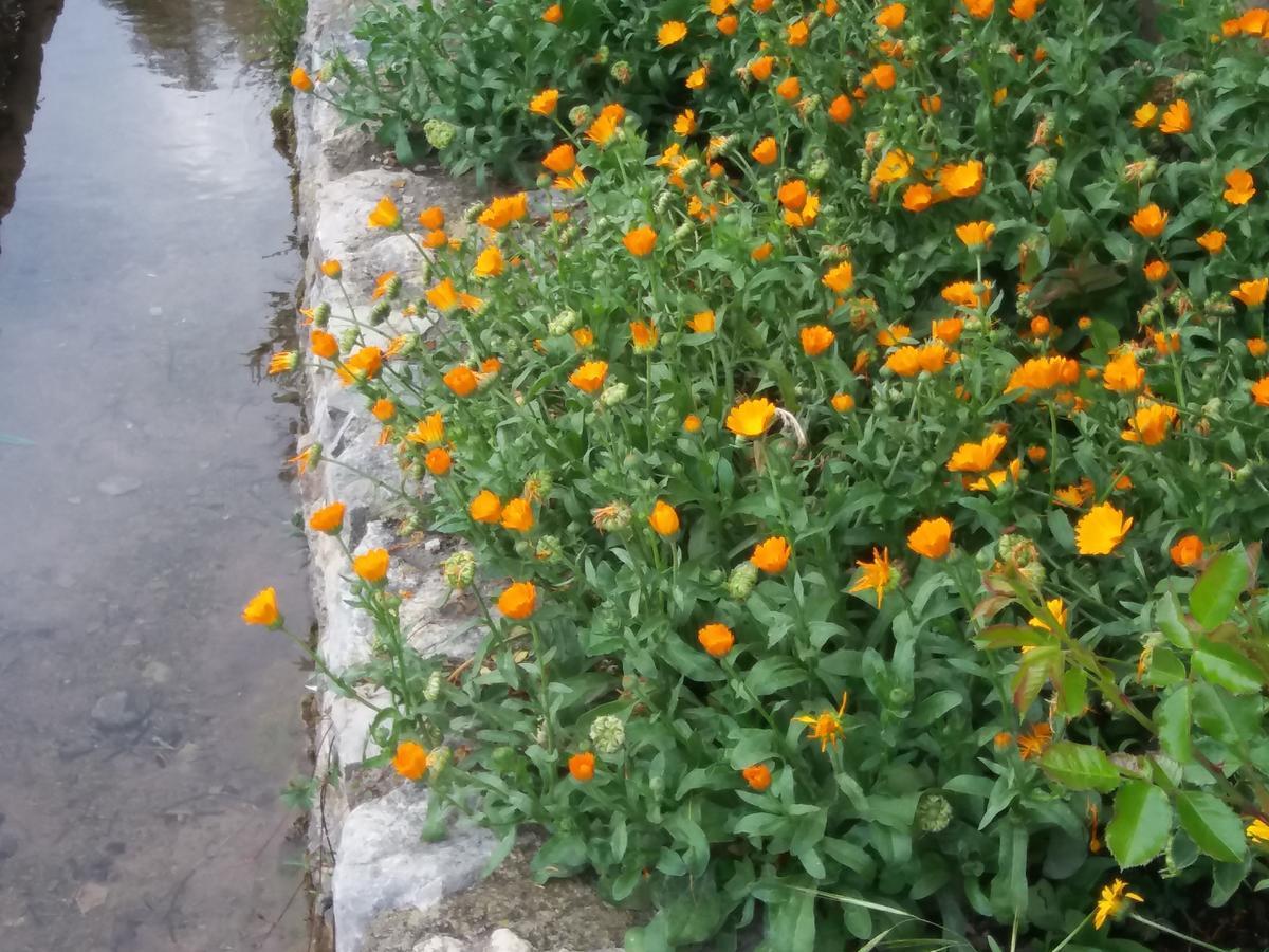 فندق Casa Rural Moli De Fornols المظهر الخارجي الصورة